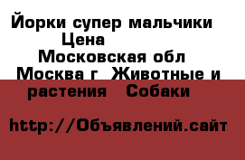 Йорки супер мальчики › Цена ­ 12 000 - Московская обл., Москва г. Животные и растения » Собаки   